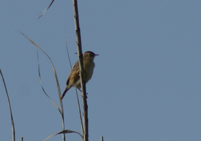 aiuto per classificare passeriforme